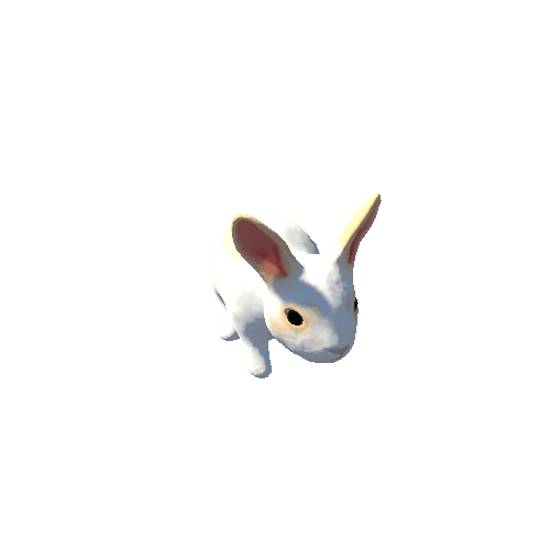 Rabbit 4